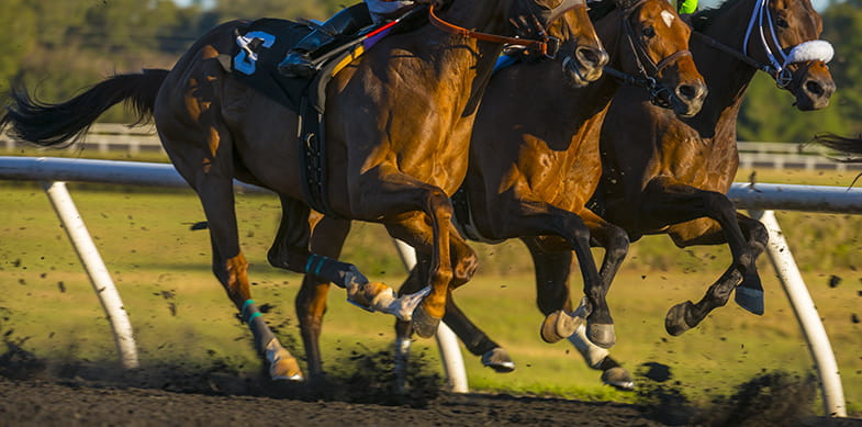 Horses running