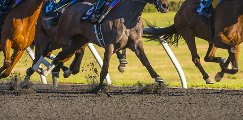 Horses running