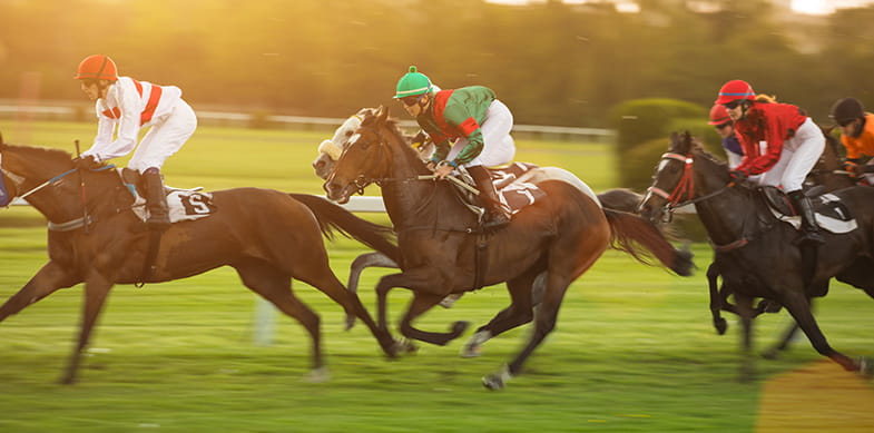 Goodwood horses