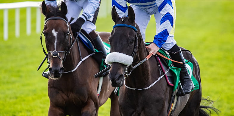 horse close-up