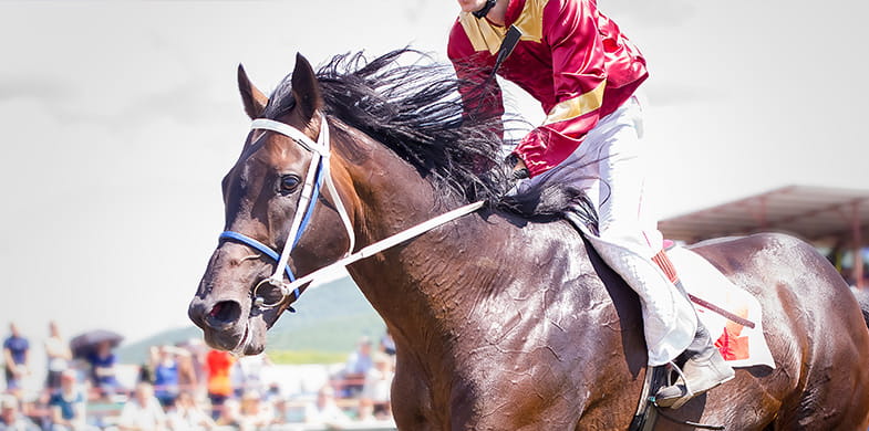 horse running